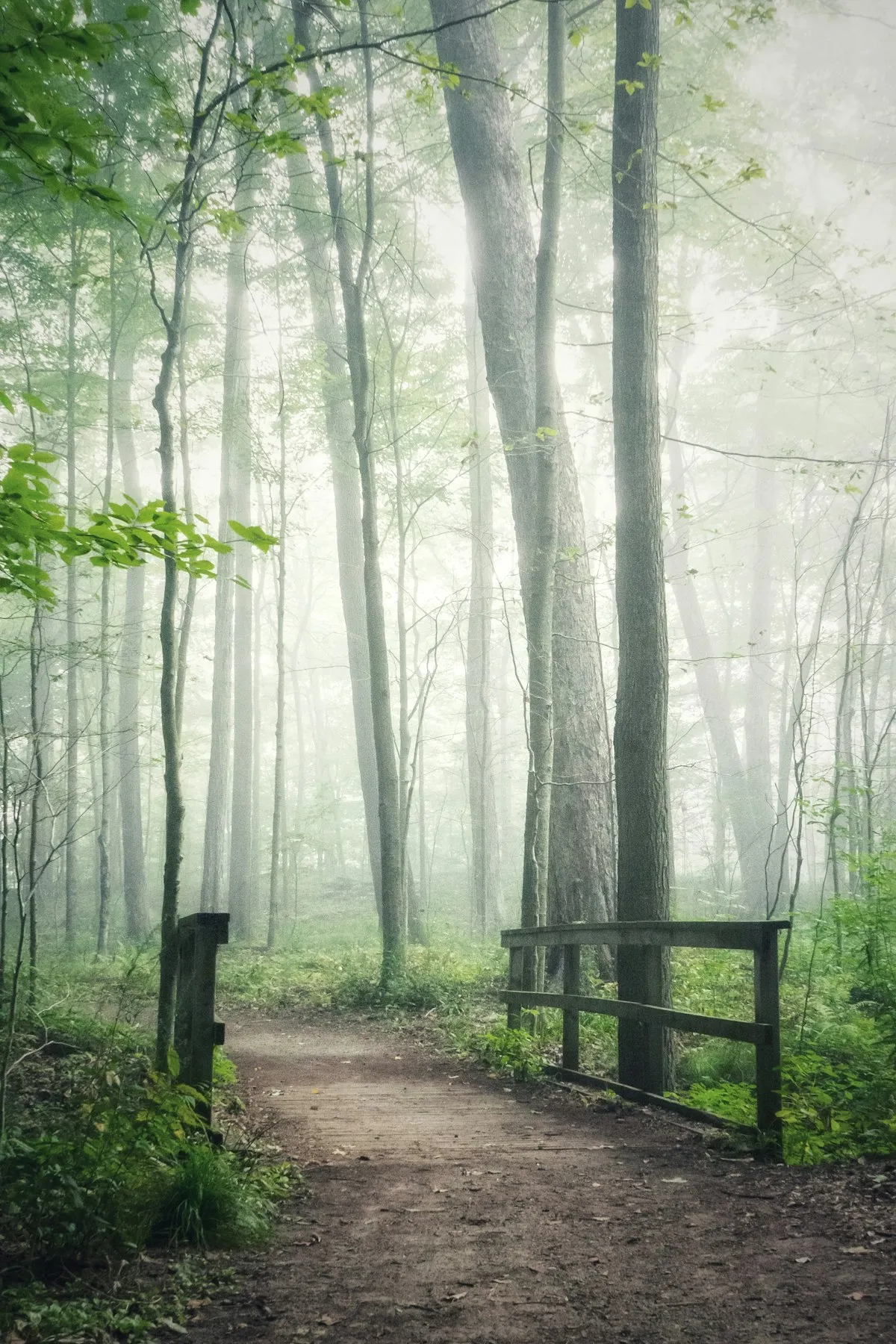 Waldweg in der Natur